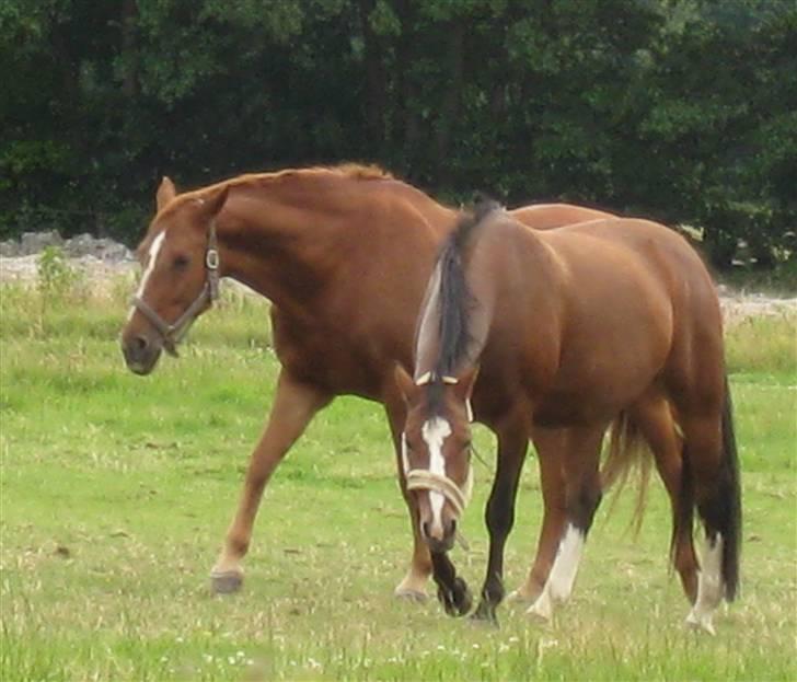 Anden særlig race Tiffani - Tiffani og storesøster Diana billede 10
