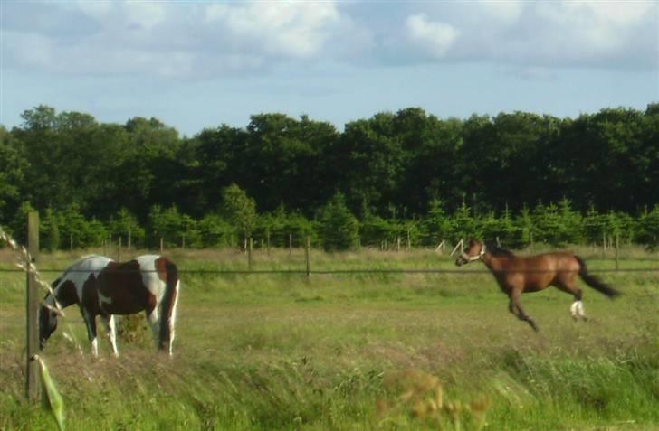 Anden særlig race Tiffani - Ham Føniks er nu ret sød billede 12