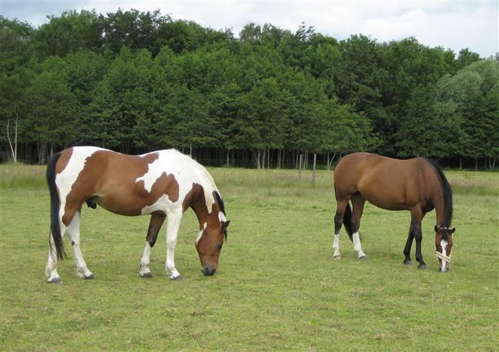 Anden særlig race Tiffani - Tiffani og Føniks billede 13