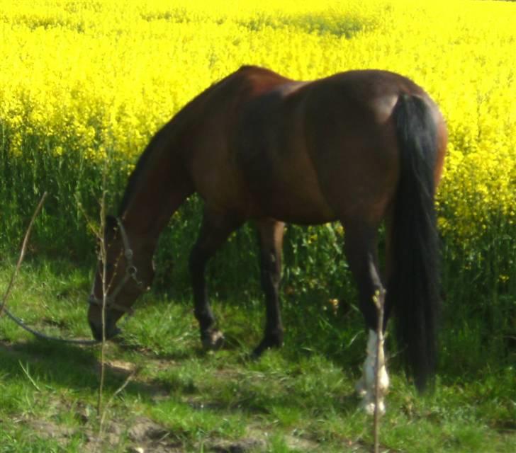 Anden særlig race Tiffani - Tiffani i den flotte, gule rapsmark  billede 15