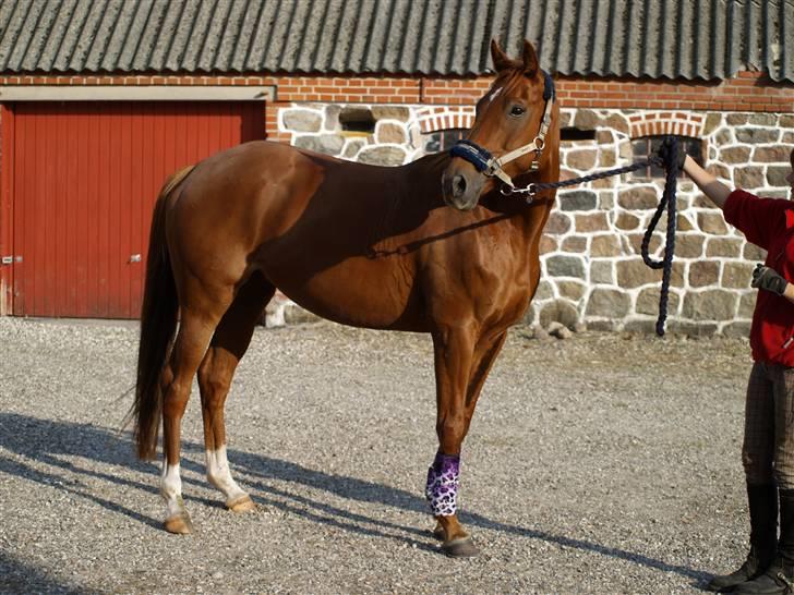 Fuldblod (XX) Pearl Harbor - PH med sine kinky lilla leopardbandager :D billede 16