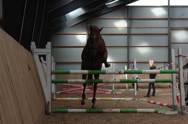 Fuldblod (XX) Pearl Harbor - 120 cm. <3 billede 17