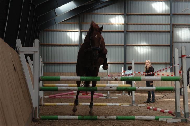 Fuldblod (XX) Pearl Harbor - <3 miin lille springhest billede 18