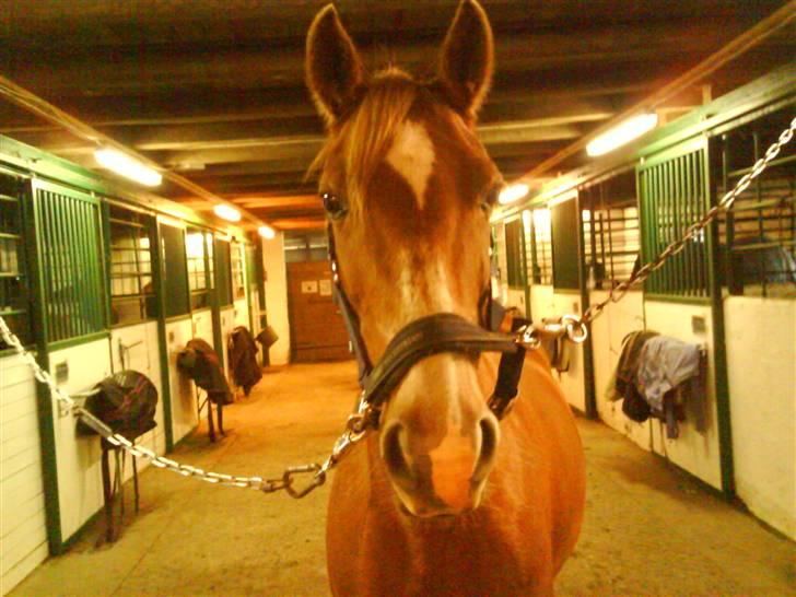 DSP Dublin  billede 12