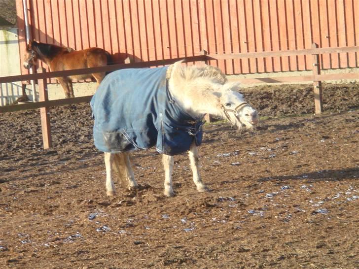 Anden særlig race shila gammel leje pony billede 14
