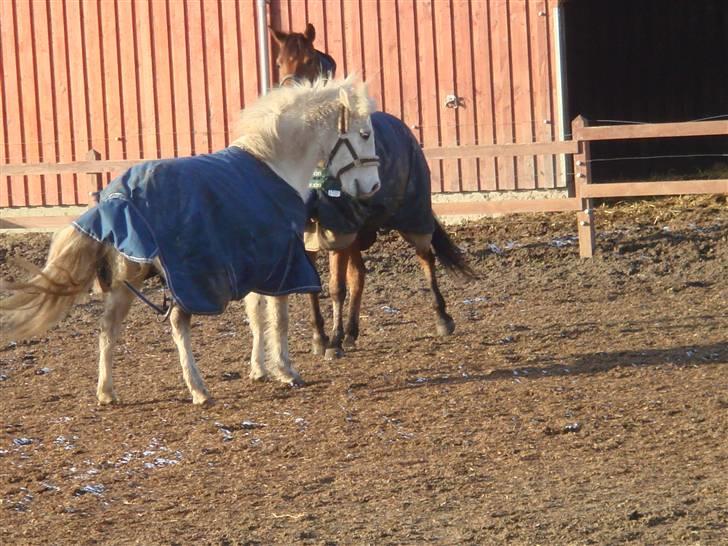 Anden særlig race shila gammel leje pony billede 15