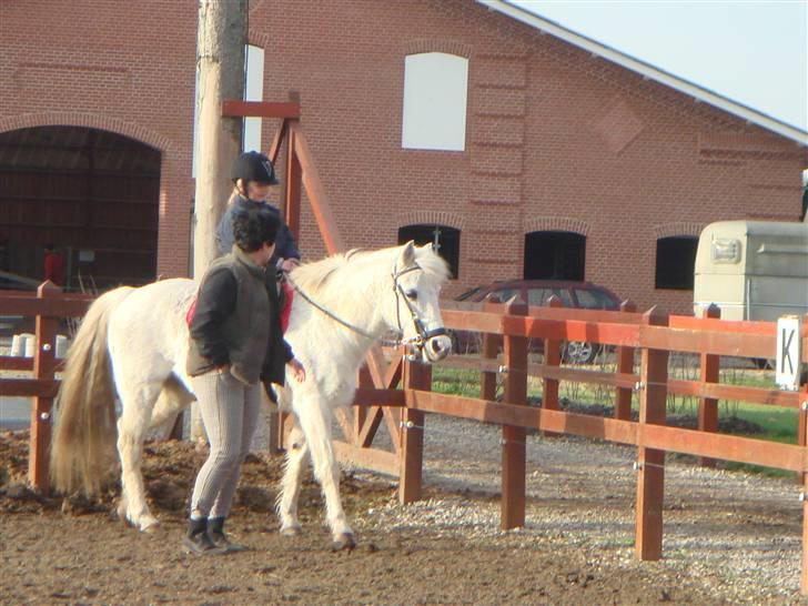 Anden særlig race shila gammel leje pony billede 16