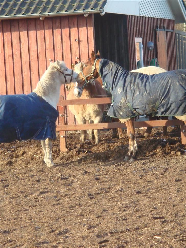 Anden særlig race shila gammel leje pony billede 17