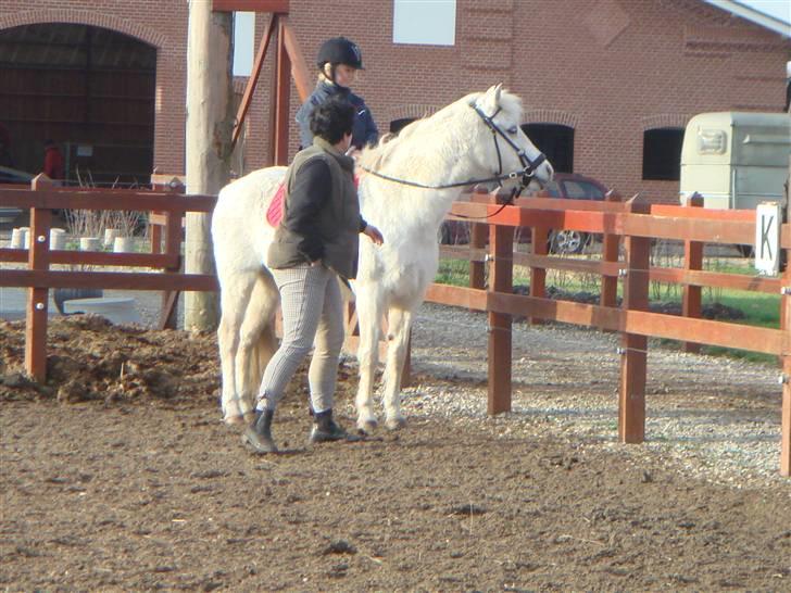 Anden særlig race shila gammel leje pony billede 18