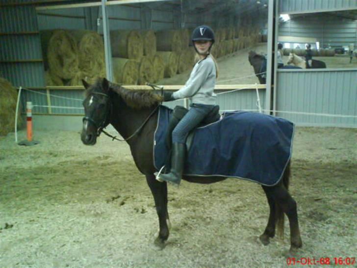 Anden særlig race Miss trixie bell  billede 7