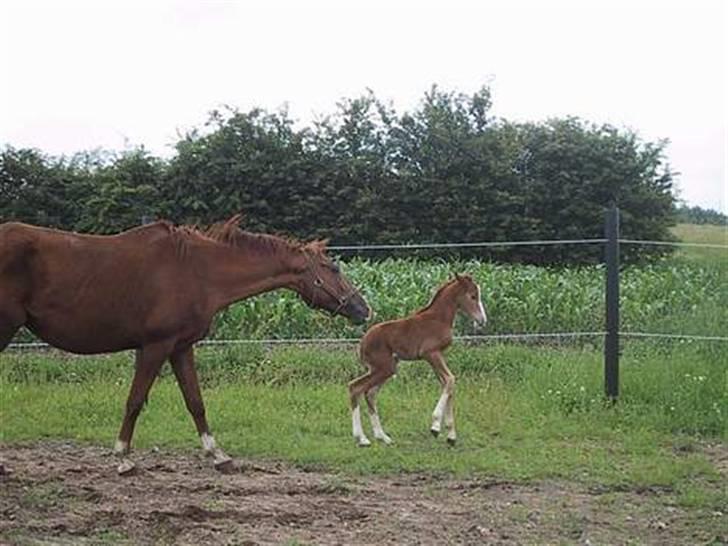 DSP A-PONY Lady Ley Roest  - baby røde  billede 5