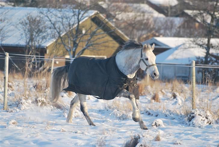 Connemara Paddington D'azur  - Fordi min pony elsker sne (´:<3  billede 18