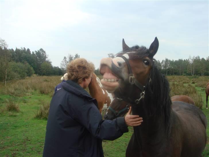 Welsh Cob (sec D) Arvalon Miss Marple - Det lugter mærkeligt..... billede 1