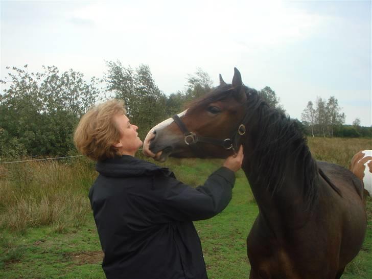 Welsh Cob (sec D) Arvalon Miss Marple - Pytten er et nussehoved... billede 2
