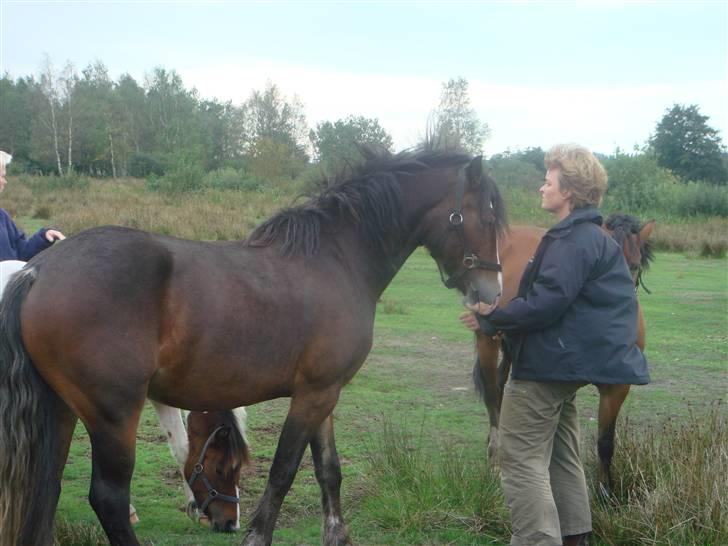 Welsh Cob (sec D) Arvalon Miss Marple billede 3