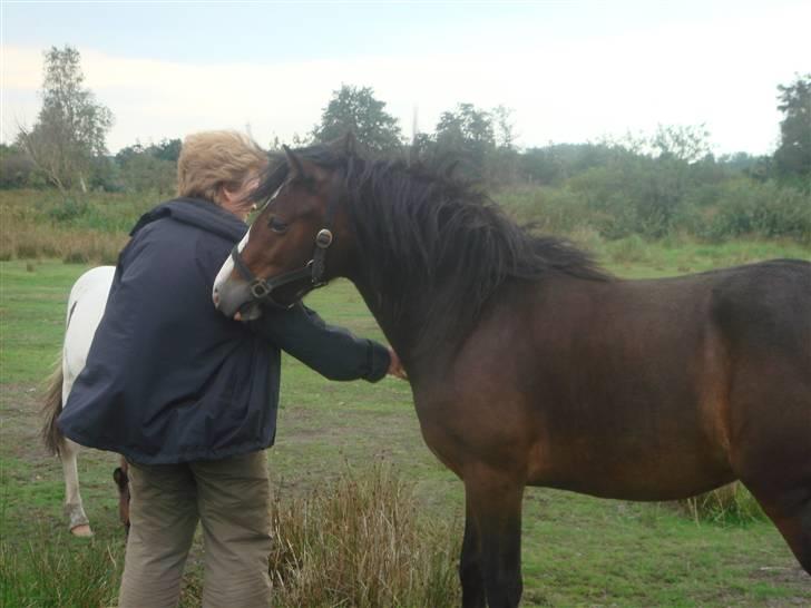 Welsh Cob (sec D) Arvalon Miss Marple billede 4