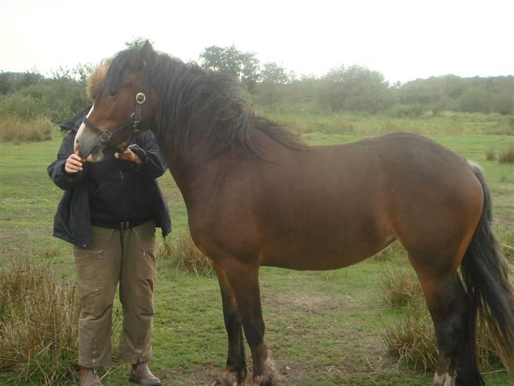 Welsh Cob (sec D) Arvalon Miss Marple billede 5
