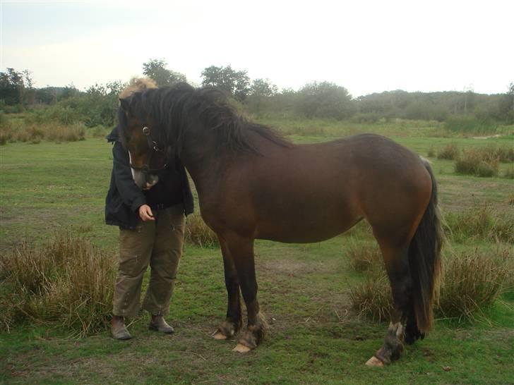 Welsh Cob (sec D) Arvalon Miss Marple billede 6