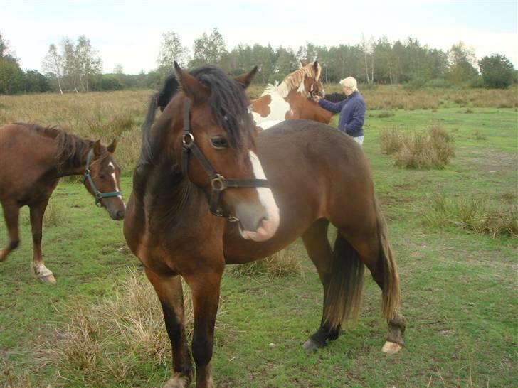 Welsh Cob (sec D) Arvalon Miss Marple billede 7