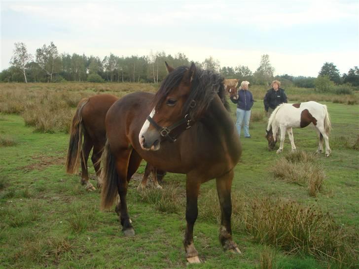 Welsh Cob (sec D) Arvalon Miss Marple billede 8