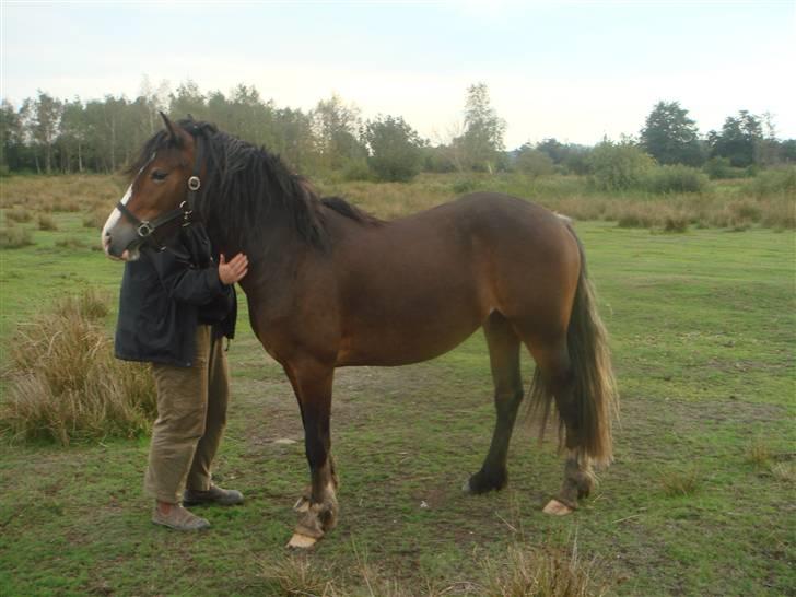 Welsh Cob (sec D) Arvalon Miss Marple billede 9
