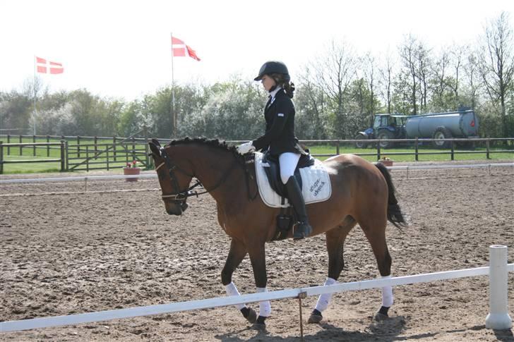 New Forest lazlos joke - rider lb2 i Allerup gaard rideklub billede 1