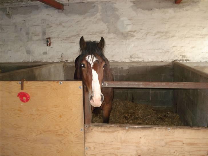 Welsh Cob (sec D) Arvalon Miss Marple - Hvis nu jeg ser rigtig sød ud, kommer du så og klør mig lidt? billede 10