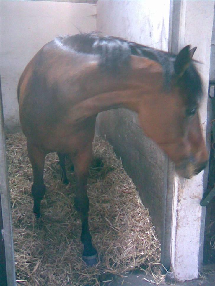 New Forest lazlos joke - joke kikker billede 2