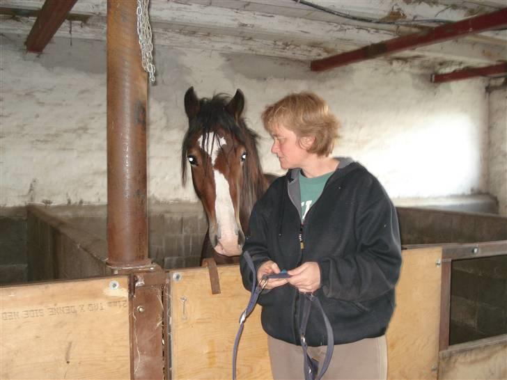 Welsh Cob (sec D) Arvalon Miss Marple billede 11