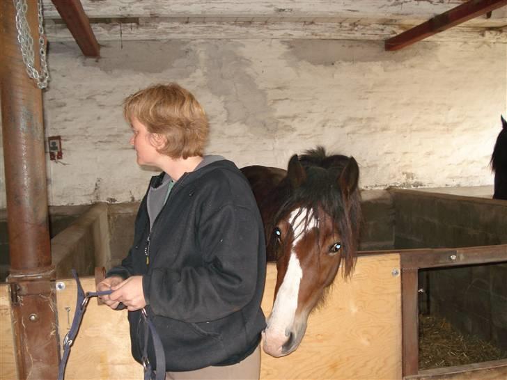 Welsh Cob (sec D) Arvalon Miss Marple - Hmmm, mon der er godbidder her? billede 12