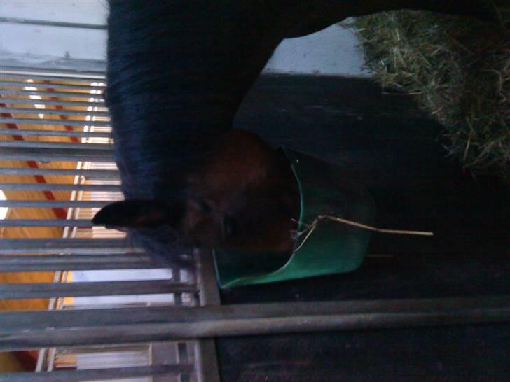 New Forest lazlos joke - joke er sulten billede 7