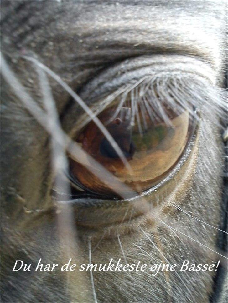 Anden særlig race Prins <3 - Billede nr.: 6* Min Prins :) billede 6