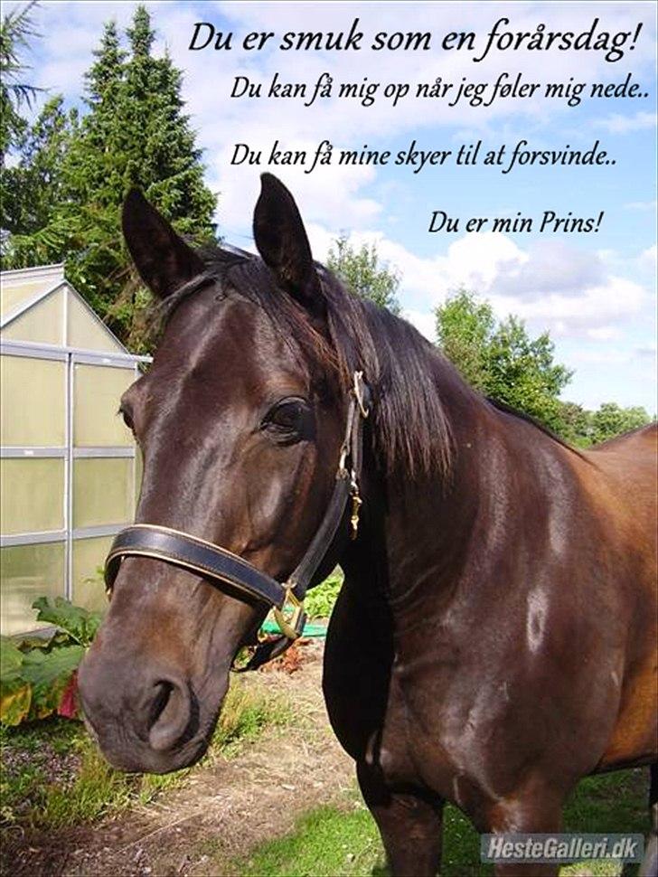 Anden særlig race Prins <3 - Billede nr.: 7* Flot forårsdag :) billede 7