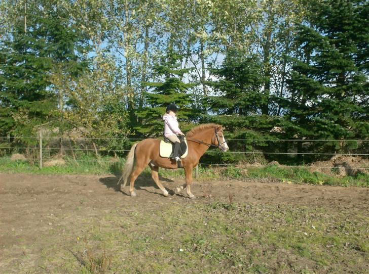 Welsh Pony af Cob-type (sec C) Rafa-L billede 1