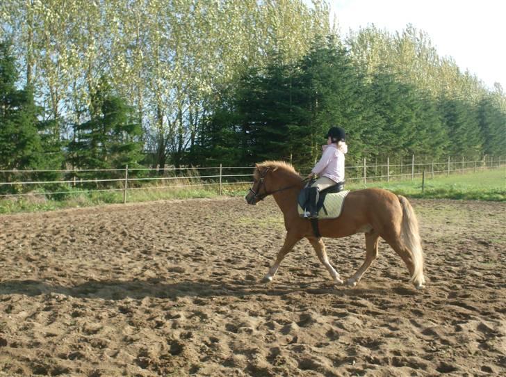 Welsh Pony af Cob-type (sec C) Rafa-L billede 2