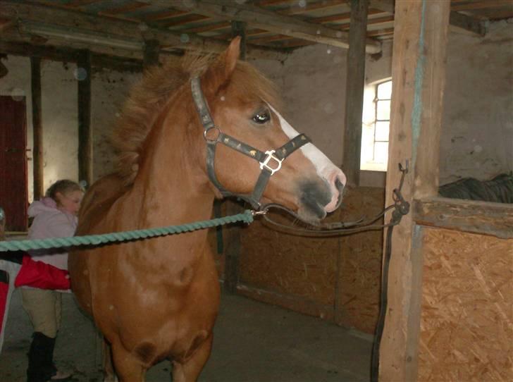 Welsh Pony af Cob-type (sec C) Rafa-L billede 4