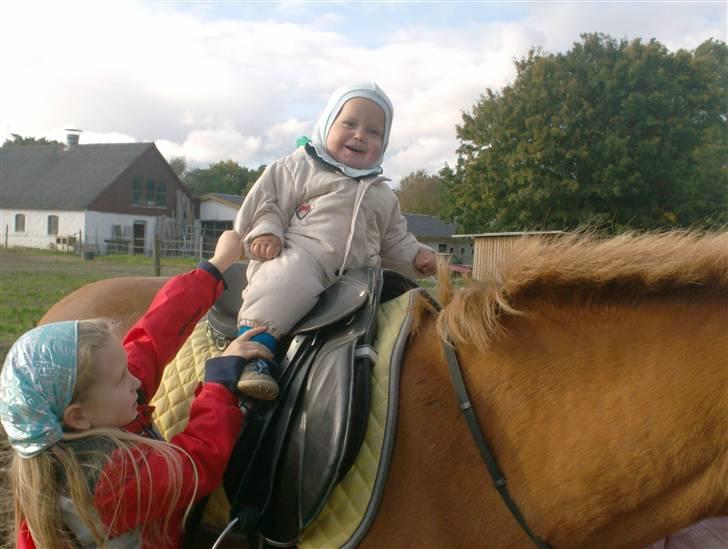 Welsh Pony af Cob-type (sec C) Rafa-L billede 5