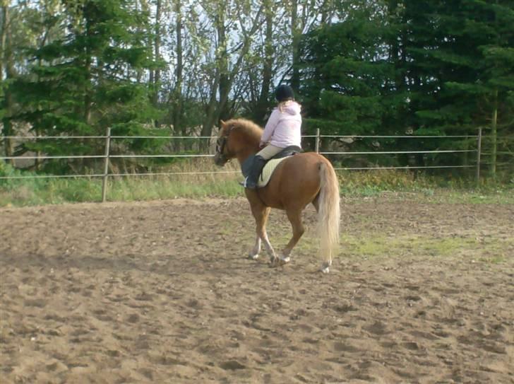 Welsh Pony af Cob-type (sec C) Rafa-L billede 6