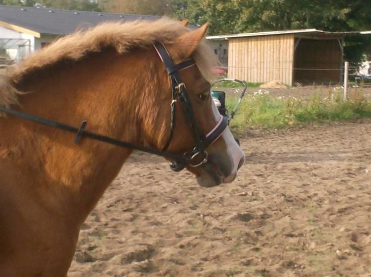Welsh Pony af Cob-type (sec C) Rafa-L billede 7