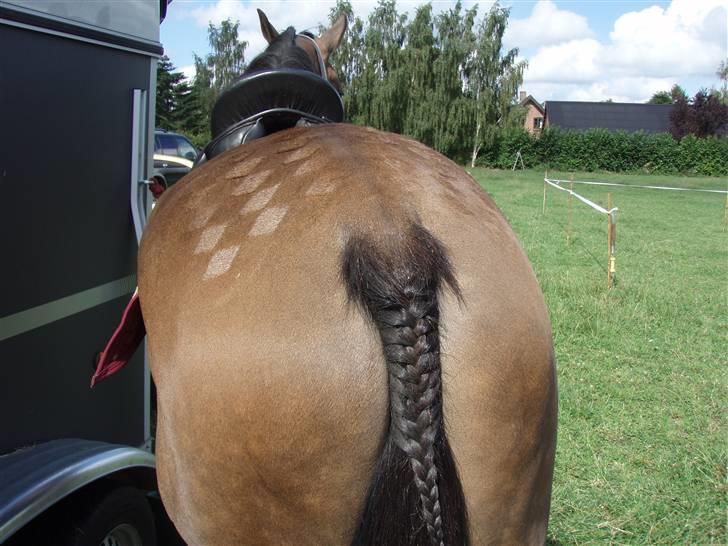 Anden særlig race Alonso (solgt) - Lækkermåsen er klar til distance billede 6