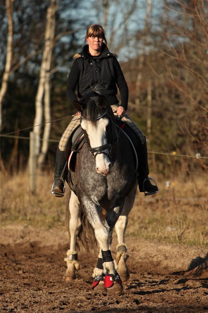 Zangersheide Adele Alfarvad Z - Adele, genoptræning, Mar. 2009, (Taget af: SIPO) billede 14