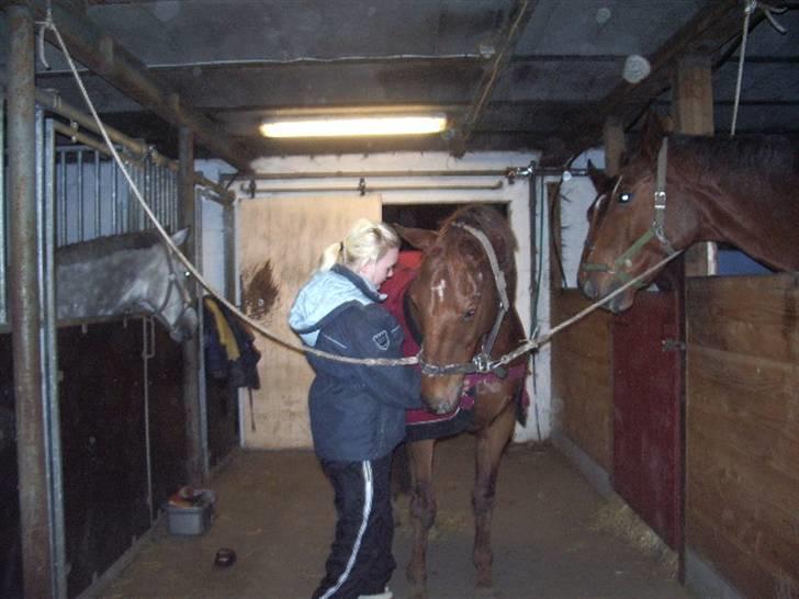 Anden særlig race Fabian - Lige ved at tage dækken af Fabse (: billede 4