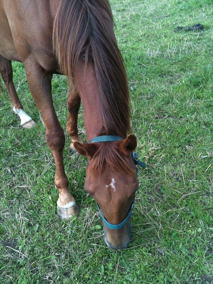 Anden særlig race Fabian billede 6