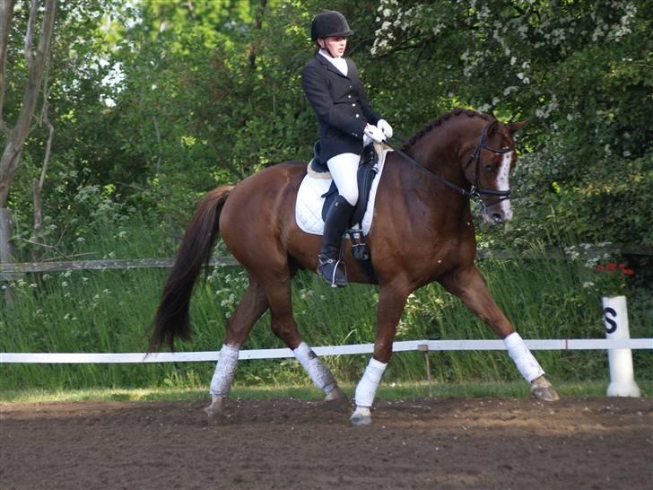 Tysk Oldenburger Pink Floyd F. (Pink) billede 1