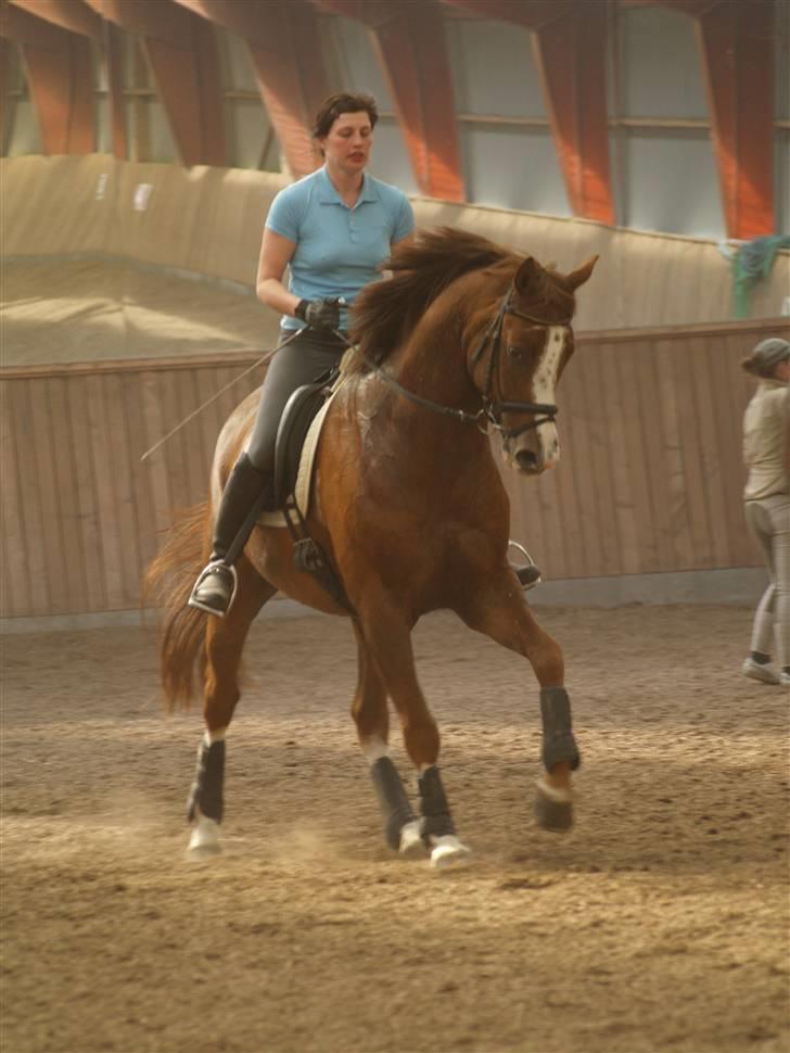 Tysk Oldenburger Pink Floyd F. (Pink) billede 2