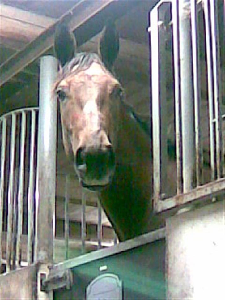 Anden særlig race Milancio S - 3½ år og stadig meget nysgerrig i stalden billede 5