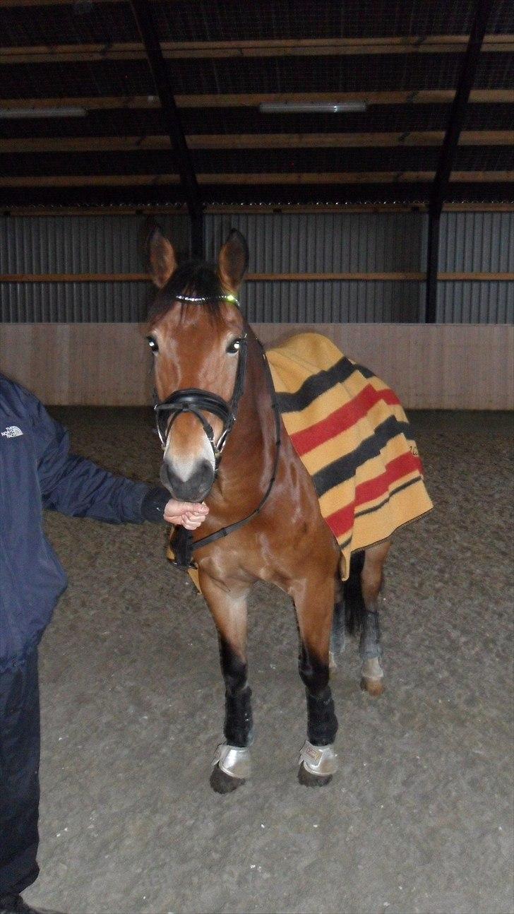 Anden særlig race Fernando B-pony - R.I.P... billede 7