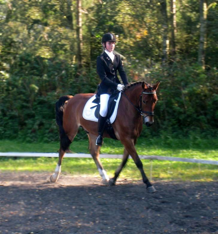 Anden særlig race Fernando B-pony - R.I.P... billede 8