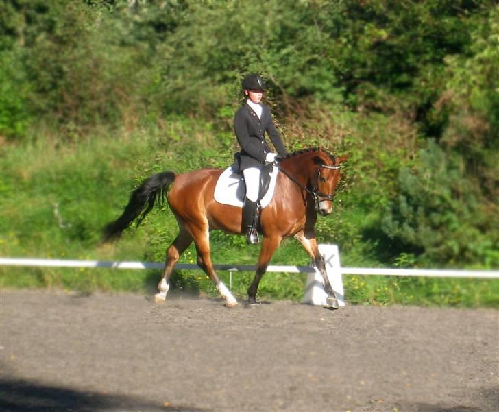 Anden særlig race Fernando B-pony - R.I.P... billede 9