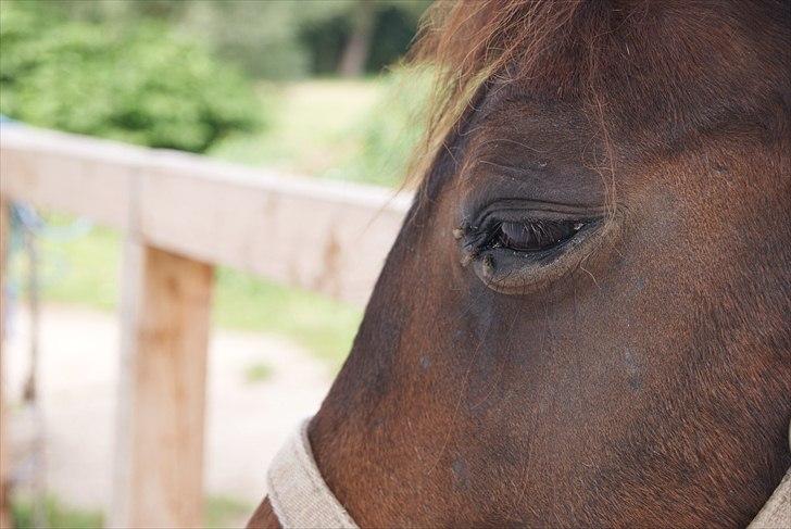 New Forest Pichan R.I.P. - Only you and I can see the future in theese eyes .. billede 16
